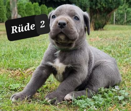 Cane Corso Welpen Reinrassig