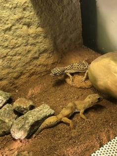 3 Geckos mit Terrarium zu verkaufen