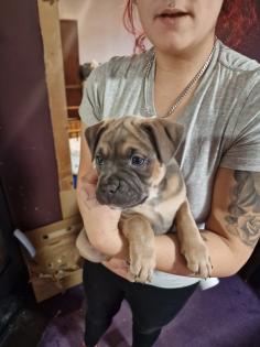 Hundewelpen Mischlingen