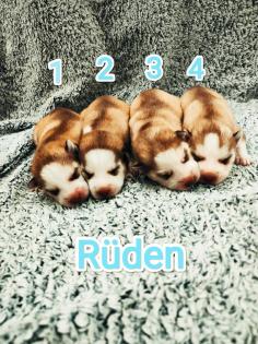 Sibirian Husky Welpen