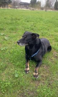 Liebevolle Labrador-Mix Hündin sucht sehr dringend ein liebevolles Zuhause