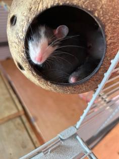Ich suche Zubehör für meine Ratten