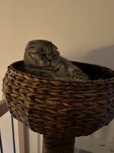 5 Jähriger kastriert Kater Nino Scottish Fold