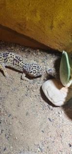 4 Geckos samt Terrarium