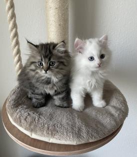 Weißer Perserkater mit blau und grünen Auge