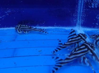 Gute Qualität L046 Zebra Pleco.
