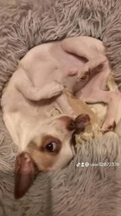 Chihuahua Charlie Rüde