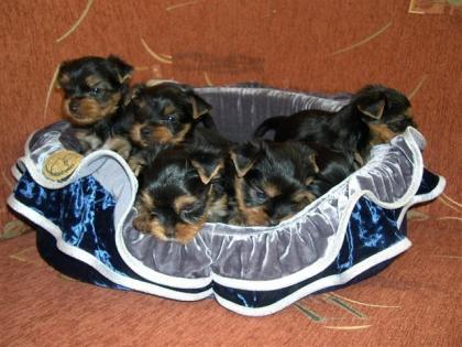 Yorkshire Terrier Welpen mit Papieren