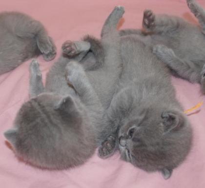BKH Britisch Kurz Haar 4 Kitten alle Weiblich grau-Blau gesund