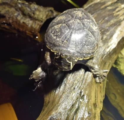 Wasserschildkröte Moschusschildkröte sucht ein neues Zuhause