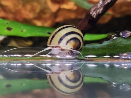 Asolene Spixi - Aquarienschnecken