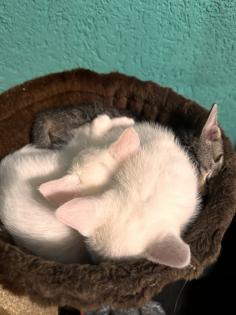 6 kleine Kitten weiß und getigert suchen ein liebevolles zu Hause