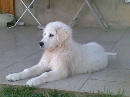 Hirtenhunde maremmano abruzzese