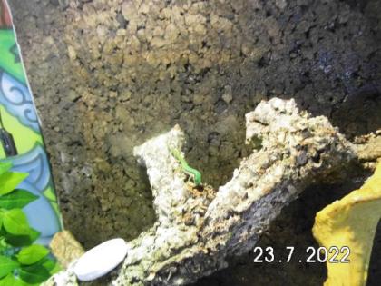 Schwarzstreifen Taggeckos in neuem Terrarium