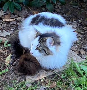 Norwegische Waldkatze Nuncio