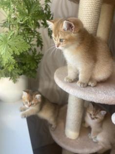 BKH Kitten in Gold mit Stammbaum Abholbereit