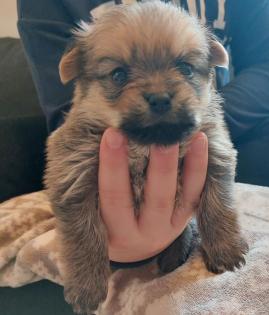 Yorkshire-Pomeranian Zwergspitz Welpen