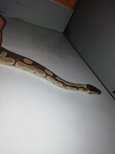 Königsphyton Butter/lesser, platinum