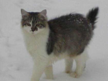 Kater Solemann vermisst