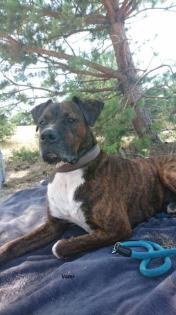 Labrador- Boxer Mischlings Welpen