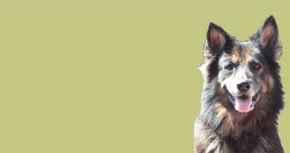 Artgerechtes Hundefutter