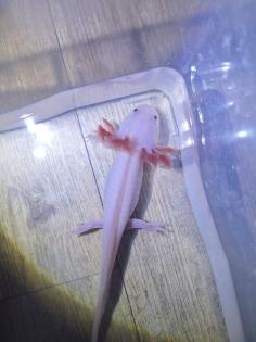 Axolotl Nachzucht