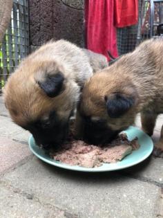 MALINOIS starke Welpen in liebevolle Hände abzugeben