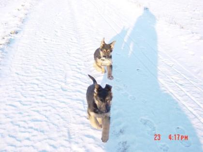 Deutsche Schäferhundwelpenrüden und Hündinnen ver. alter
