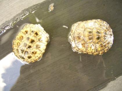 Europäische Sumpfschildkröten Emys orbicularis NZ 2021