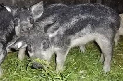 Wollschweineber, 4 Monate, schwalbenbauch