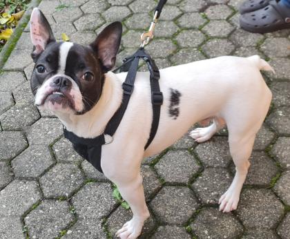 Französische Bulldogge