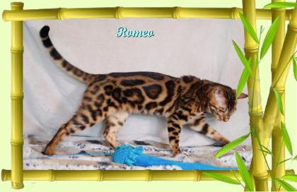Exklusiver und pfiffiger Bengal Kater, Donat Rosetten, Eyecatcher, unkastriert