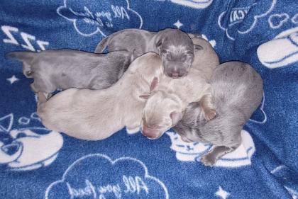 Labrador Welpen mit Papiere