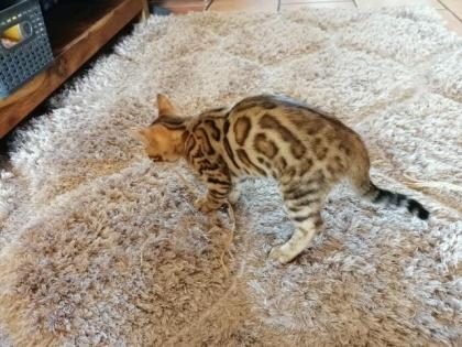 Bengal Kitten