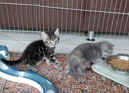 4 Kitten suchen ein neues Zuhause
