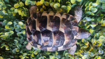 Maurische Landschildkröten aus 2024 - mit Papieren