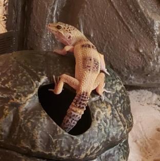4 leopardengeckos