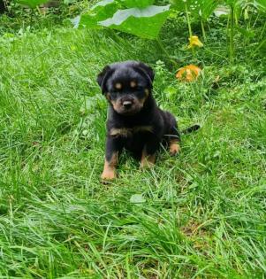 Rottweiler Herzen suchen passende Umfelder