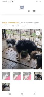 Tolle Welpen, Junghunde Hundesenioren