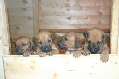 10 wunderschöne Ridgebackwelpen abzugeben