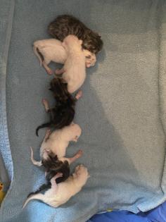 Katzenbabys Kitten