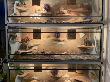 Landschildkröte w 30 Jahre inkl. Terrarium in liebevolle Hände