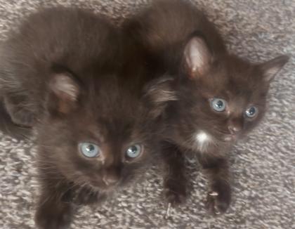 Siam Kitten Black Mixt