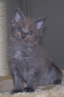Maine Coon Babys in tollen Farben