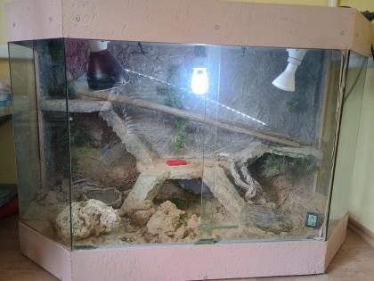 Terrarium mit Schmetterlingsagame Leiolepis belliana und Zubehör