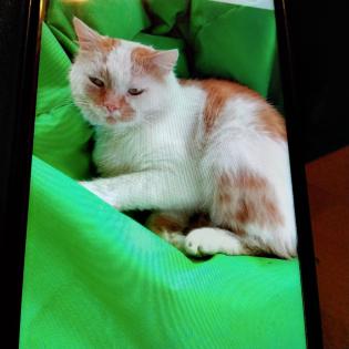 Entlaufen rot/ weißer Kater
