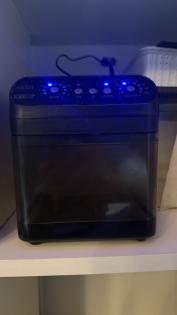 Kronenkopfgecko inkl. Terrarium Komplettset