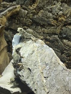 VERKAUF/TAUSCH Skorpionschwanzgecko / Pristurus carteri