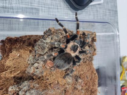 Brachypelma Auratum 4cm weiblich