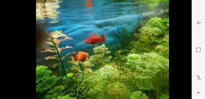 Korallen Platy Männchen